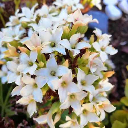 Dom wakacyjny Maria Quinta 6 