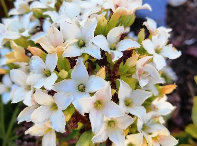 Tatil Evi Maria Quinta 6 